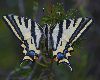 <em>Papilio alexanor</em>